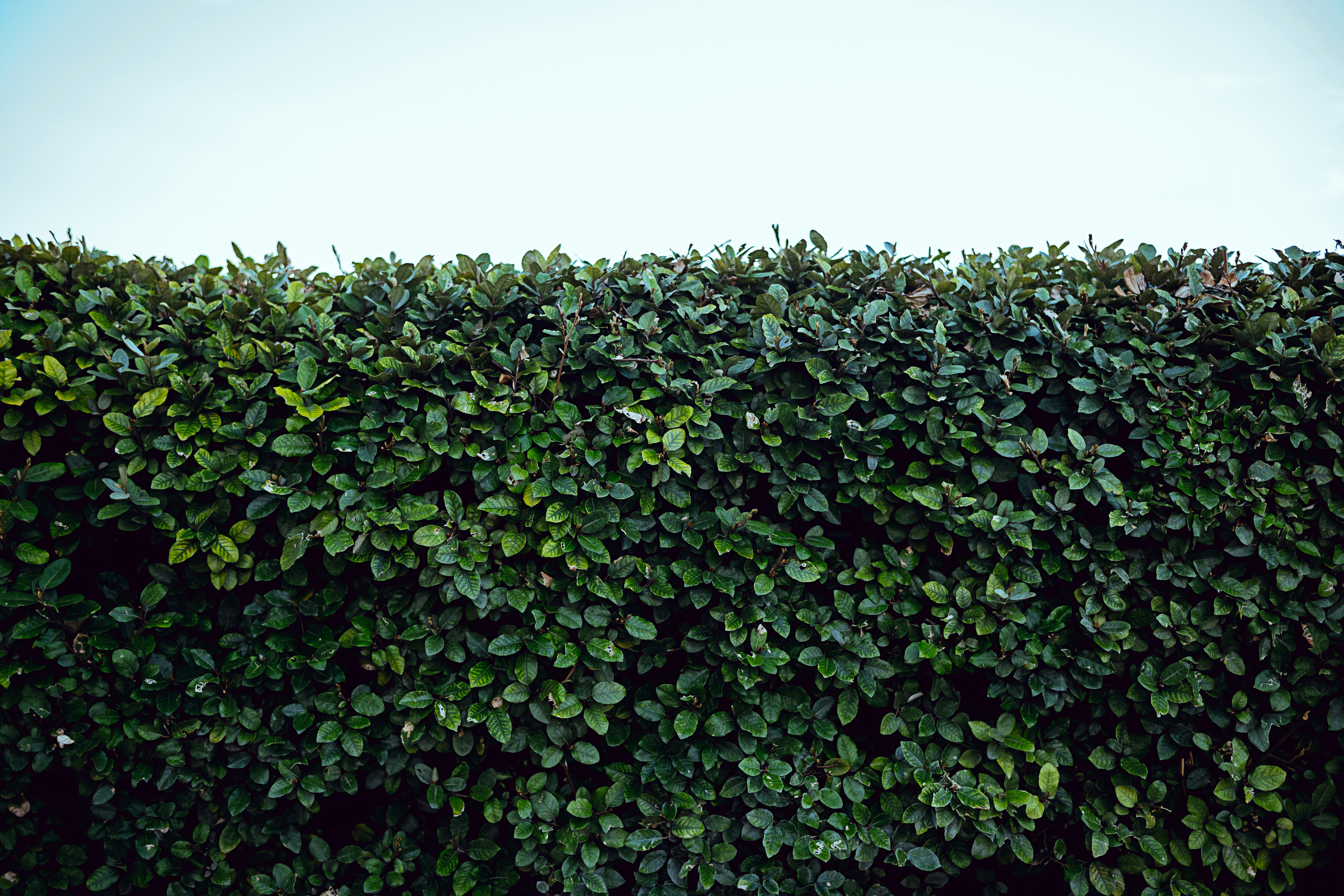 Green Hedge