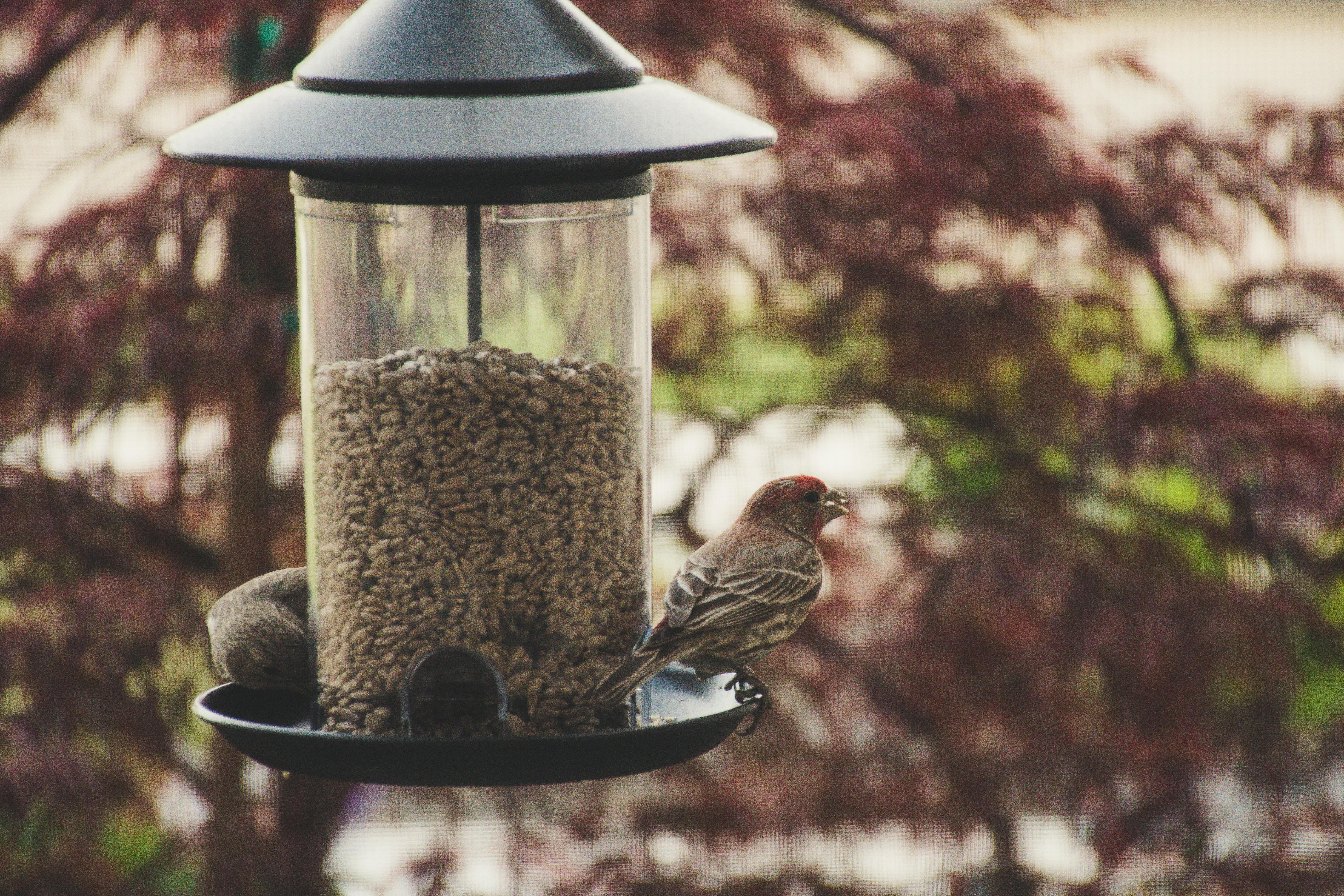 Bird feed