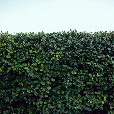 Green Hedge