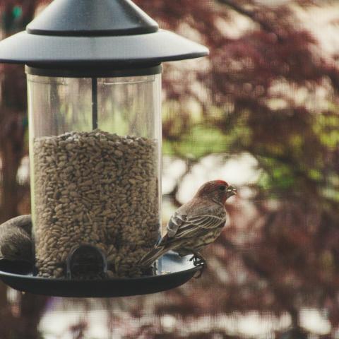 Bird feed