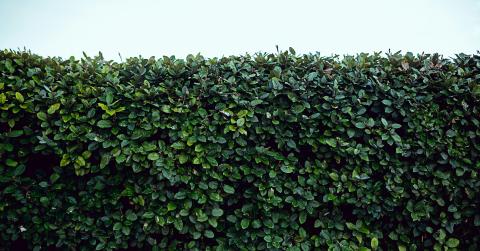 Green Hedge