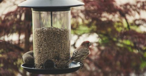 Bird feed 