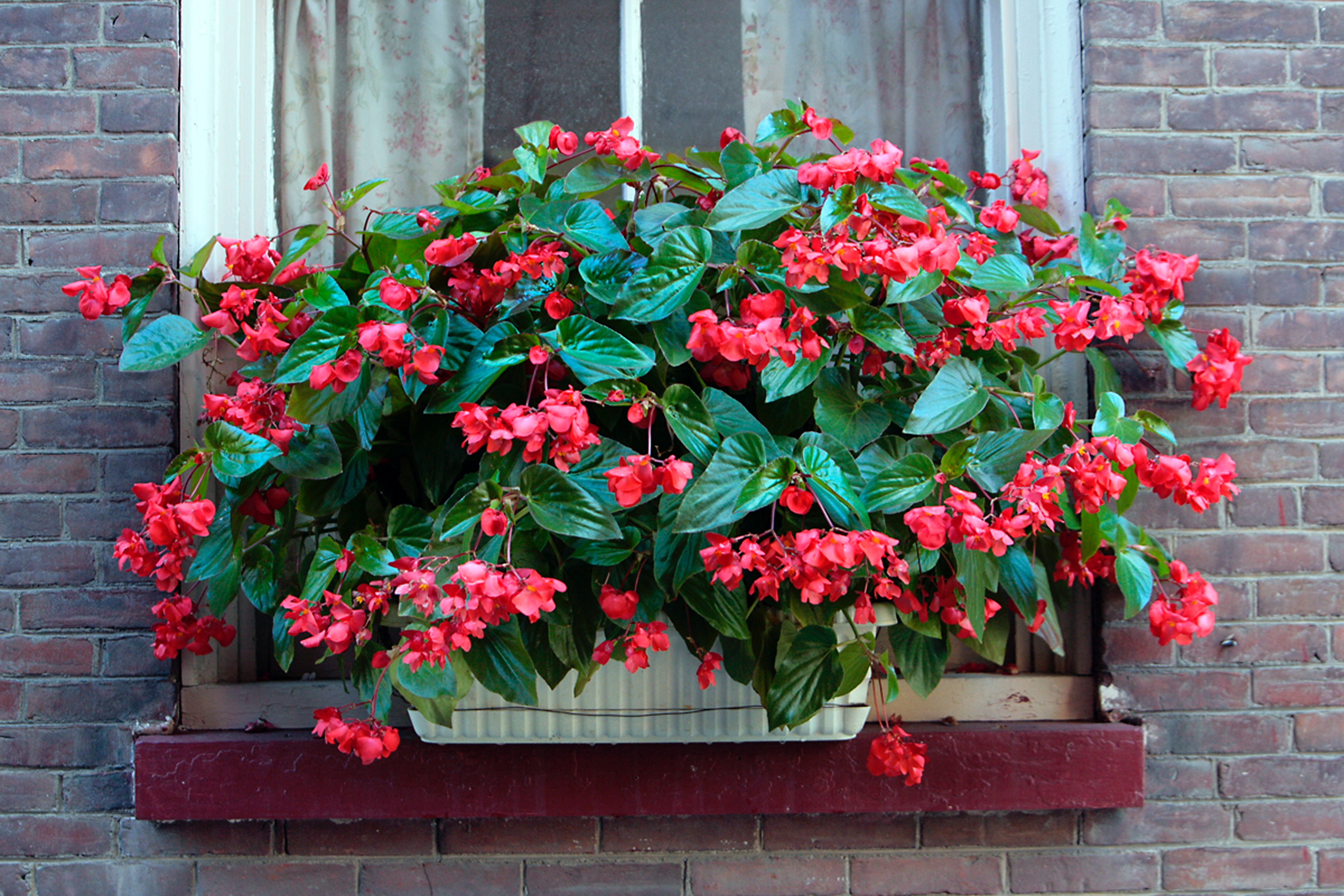 Window Box