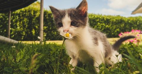 Cat in garden