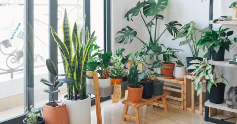 House plants